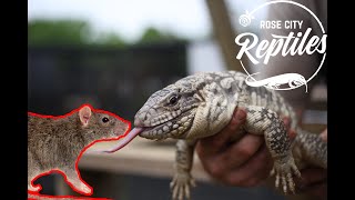 Feeding 40  Tegus!  First Feeding of 2020!
