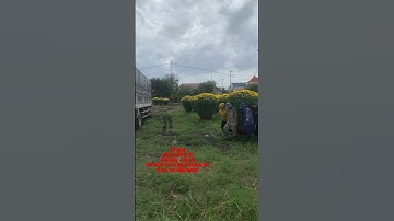 Hoa Cúc Đại Đóa Tết 2024 Khánh Hoà D 1M2 1M 85 _ Hoa Cúc Giống Đại Đóa Pha Lê Xuất Liên Tỉnh