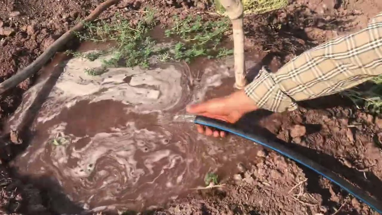 Antep fıstığı sulamaya devam.Havalar çok sıcak.