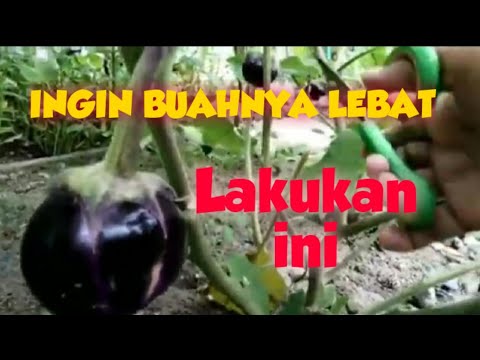 Video: Fitur Pemangkasan Tanaman