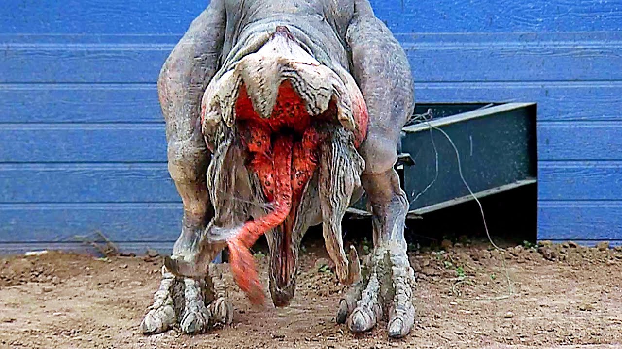"If you don't move they can't find you" | Tremors 2: Aftershocks | CLIP "If you don't move they can't find you" | Tremors 2: Aftershocks | CLIP
