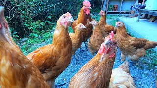 The chickens were captivated by it - YouTube
