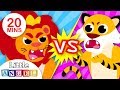 Lions vs. Tigers | Baby Animal Songs for Children | Kids Songs and Nursery Rhymes by Little Angel