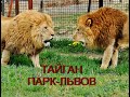 ТАЙГАН .Сафари Парк Львов . 2020г.