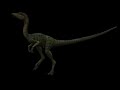 Compsognathus Sound Effects