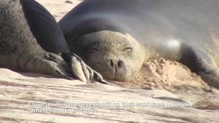 Days 27  -  32 Life History of Hawaiian Monk Seal 2015.5.15b