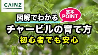 チャービル 別名 セルフィーユ の育て方 カインズ植物図鑑 Youtube