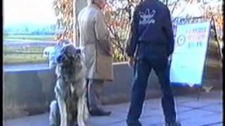 Воспитание щенка. Приучение к порядку на улице. Воспитание щенка. Приучение к порядку на улице.