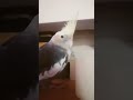Bingo is trying to sleep #birds #tiel #cockatiel
