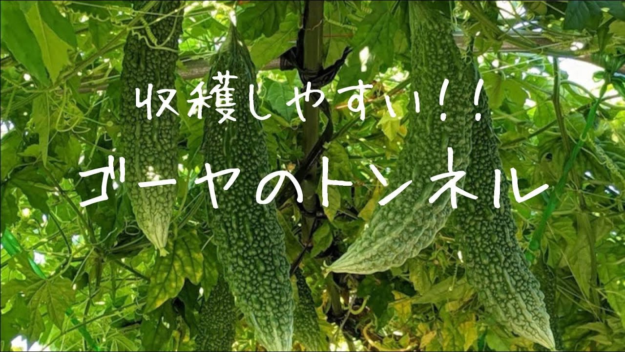 ゴーヤ ５ トンネル状に繁茂させて楽々収穫 黄色くなったゴーヤの食レポ Youtube