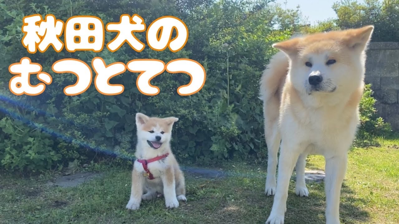 【秋田犬】陸奥とてつご対面！#4 Akitainu