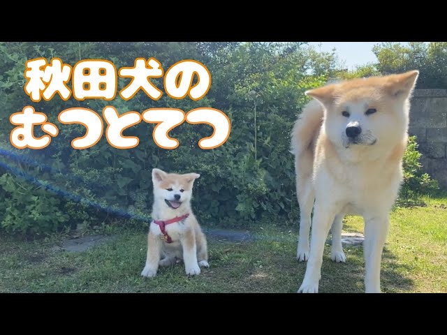 つかいふるしのいぬ sddefault.jpg