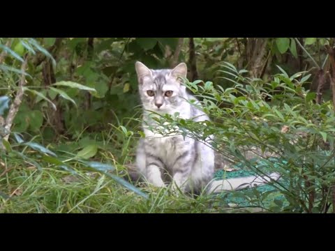 고급 아파트 정원에서  호위호식하며 행복한 생활을 하는 예쁜 고양이들.Pretty cats living a happy life in a luxury apartment garden.