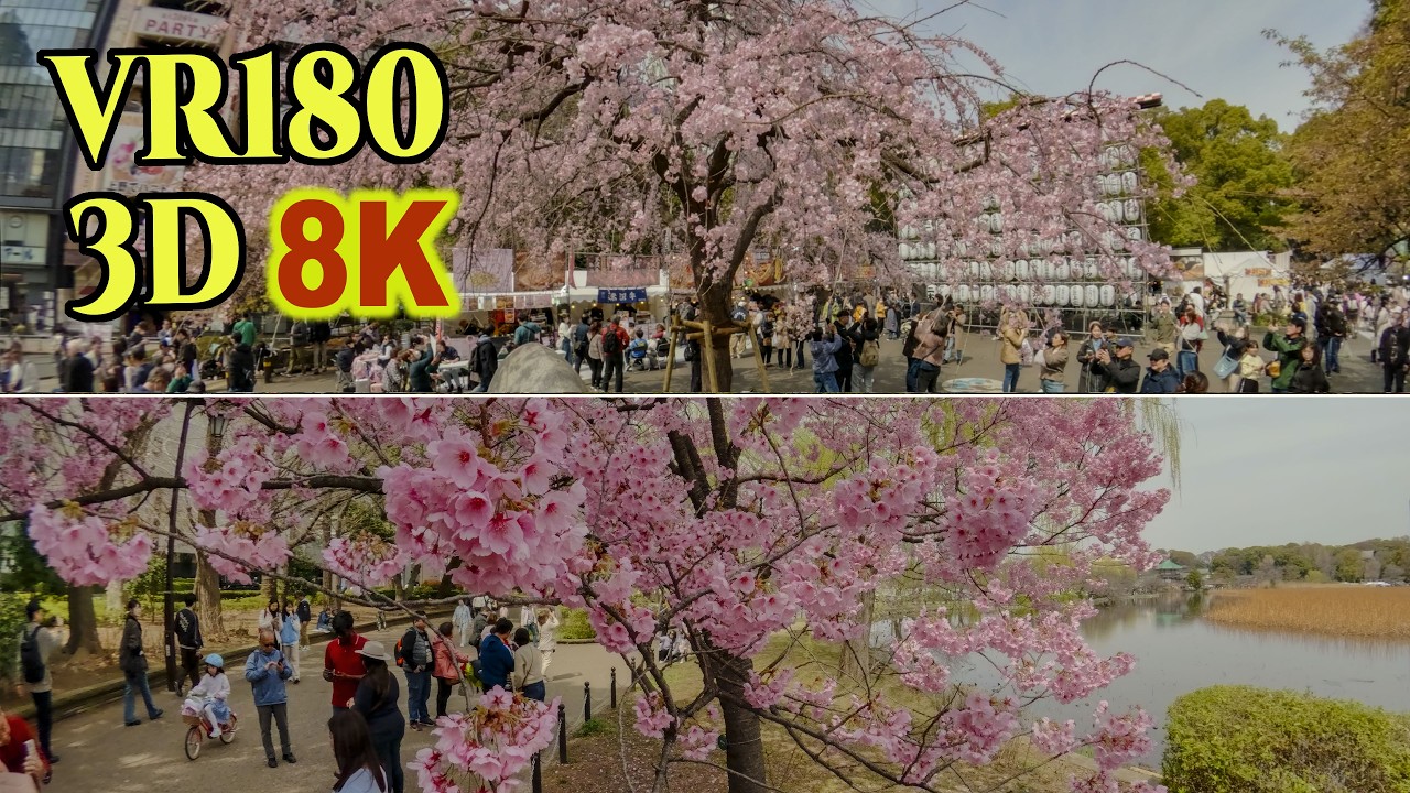 8K 3D VR180 ] 上野公園の枝垂れ桜・陽光桜・大島桜 2026 - YouTube