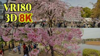 8K 3D VR180 ] 上野公園の枝垂れ桜・陽光桜・大島桜 2026 - YouTube
