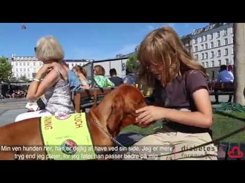 Video: Fôring Av Hunder Med Diabetes - Ernæring Nuggets Dog