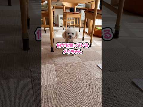 ママがヒマになったら即行動！甘えに来る姉妹が癒しすぎる #shorts #元保護犬 #トイプードル
