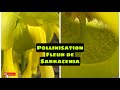 Pollinisation contrle fleurs de sarracenia obtenir des graines de sarracenia hybrides