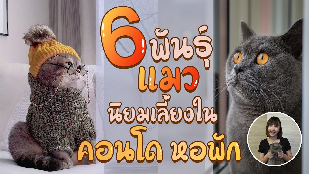 พันธุ์ แมว น่า รัก  Update New  EP21 : 6 พันธุ์แมวนิยมเลี้ยงใน คอนโด หอพัก จะมีแมวพันธุ์ไหนบ้างนะ ?