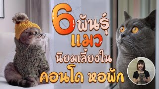 EP21 : 6 พันธุ์แมวนิยมเลี้ยงใน คอนโด หอพัก จะมีแมวพันธุ์ไหนบ้างนะ ?