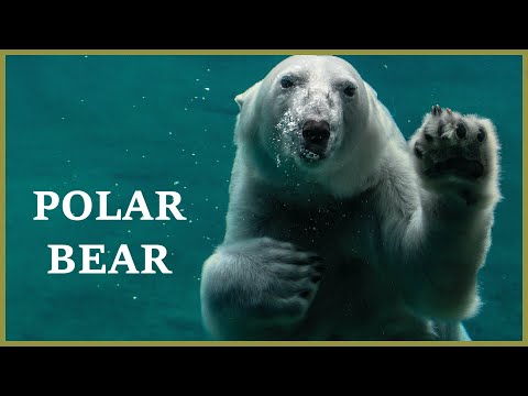 Polar bear sounds