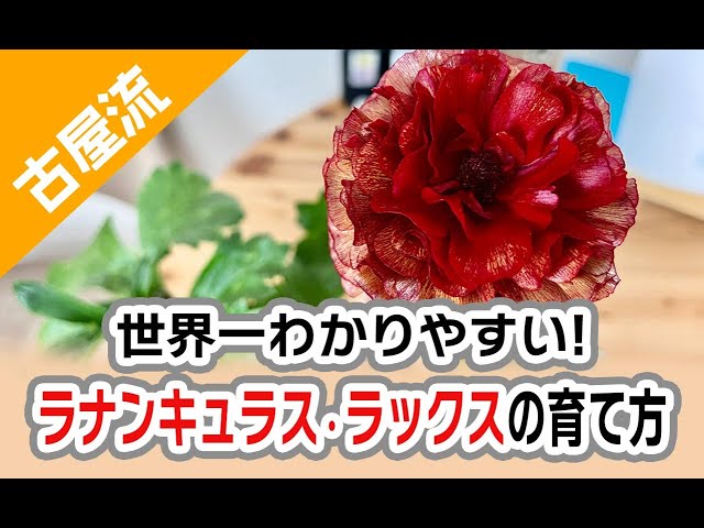 The easiest way in the world to grow Ranunculus Lux! - YouTube