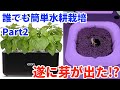 【Part2】idoo 水耕栽培キット お家で気軽に野菜を育てる #水耕栽培