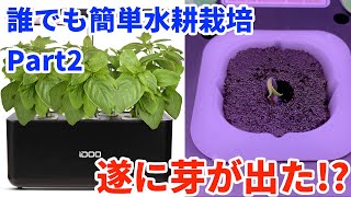 【Part2】idoo 水耕栽培キット お家で気軽に野菜を育てる #水耕栽培