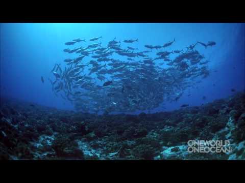 Видео: Дэлхийн далайн өдрийг хэрхэн тэмдэглэх вэ?