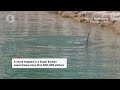 'Bukangi' the stranded shark in South Korea draws 600,000 visitors