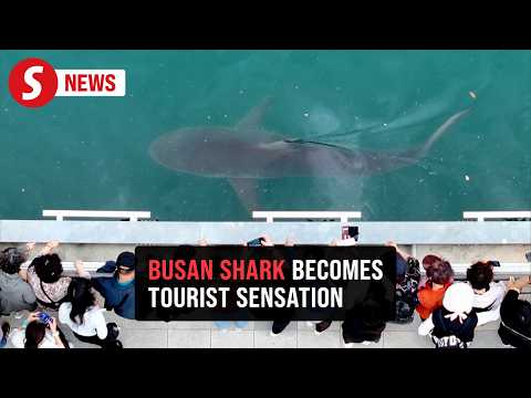 'Bukangi' the stranded shark in South Korea draws 600,000 visitors