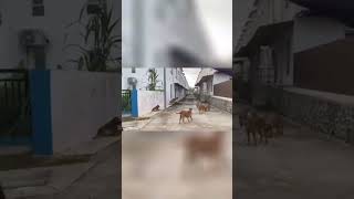 Anjing liar berkeliaran di Taman Perumahan