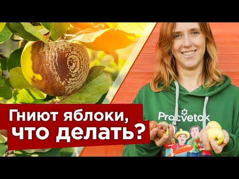 НЕ ПОТЕРЯЙТЕ 90 УРОЖАЯ ЯБЛОК ИЗ-ЗА ПЛОДОВОЙ ГНИЛИ! Вот, что надо сделать, чтобы забыть о монилиозе