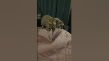 Cute cats #nutshell #nutshellgroup #memes #funny #animation #comedy #animatiomeme #animationmeme#cat