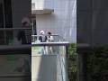 警察 警察沙汰になり逃走💦立ちんぼ 後日普通に現れる。。何もなかったかのように。。#立ちんぼ#警察 #パトロール #警察官 #police#shorts #大久保公園 #大久保病院