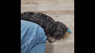 Gage/F1 Cavapoo/Grandeur Valley Puppies