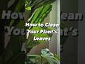 How To Clean Your Plant’s Leaves! #howto #tips #tipsandtricks #ideas #diy #hacks #plants #plantcare