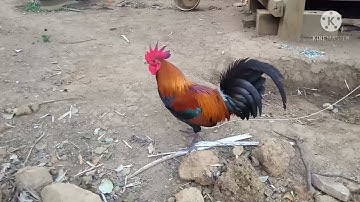 muag qaib dib ขายไก่ต่อ3แสน 2021