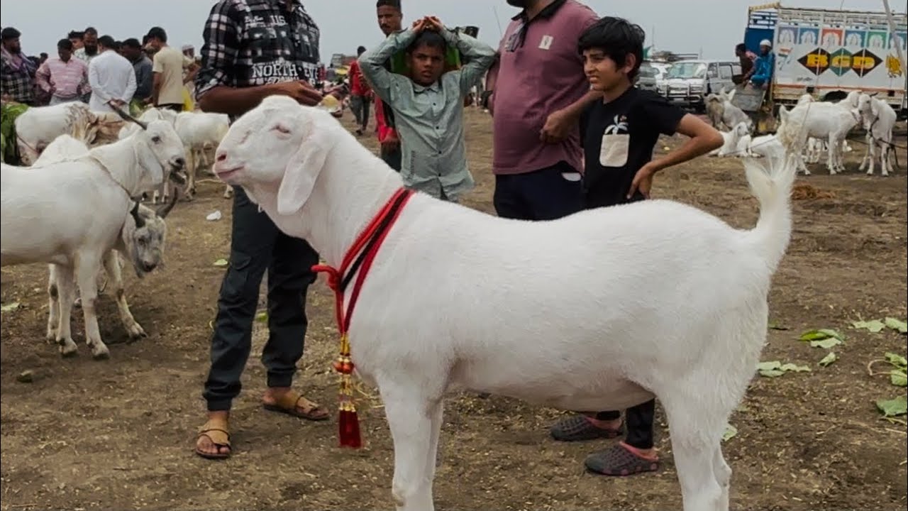 DEWAS BAKRA MANDI /MALWA BAKRA TEAM 15/5/2025