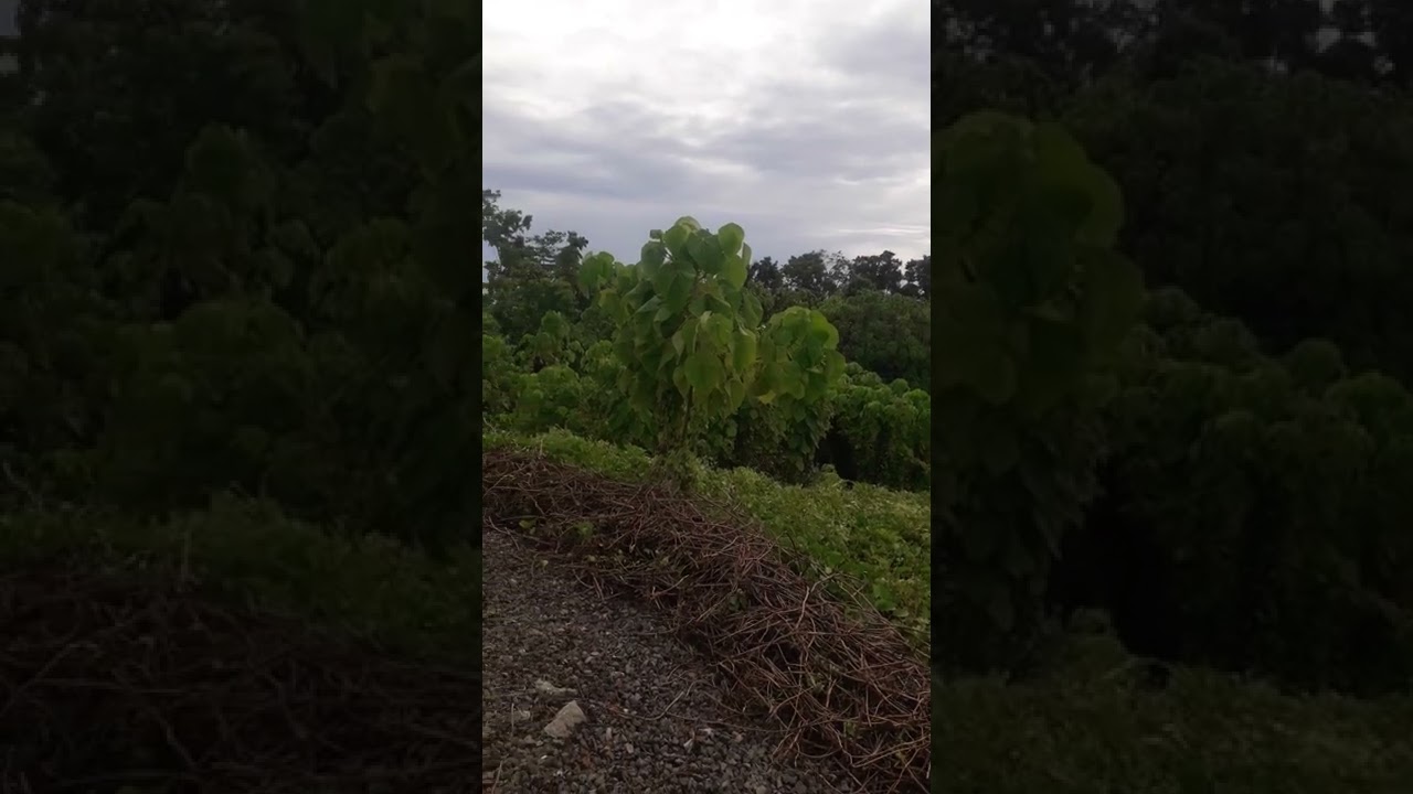 jalan2 kita di pulau sagawin