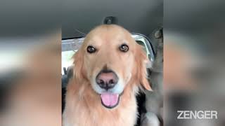 Howls About That? Golden Retriever Puts On Brave Face Next To Singing Huskies