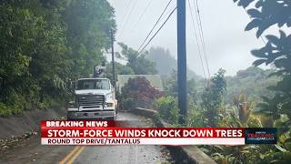 Fierce winds caused by Hurricane Lala result in downed trees in Honolulu