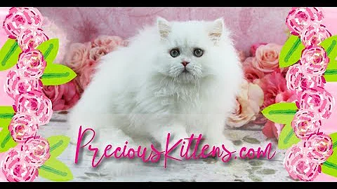 Video 4058331: persian kittens cattery, white male persian kitten