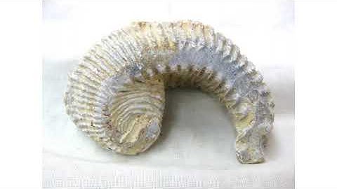 Fossil Bivalves