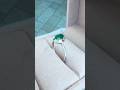 Stuchlík zlatý prsten se smaragdem #jewelry #ring #gold #smaragd #emerald