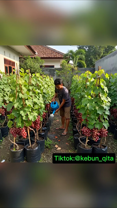 bibit anggur cepat berbuah😍 #buahv#bibitanggur #fyp #tanaman #pertanian