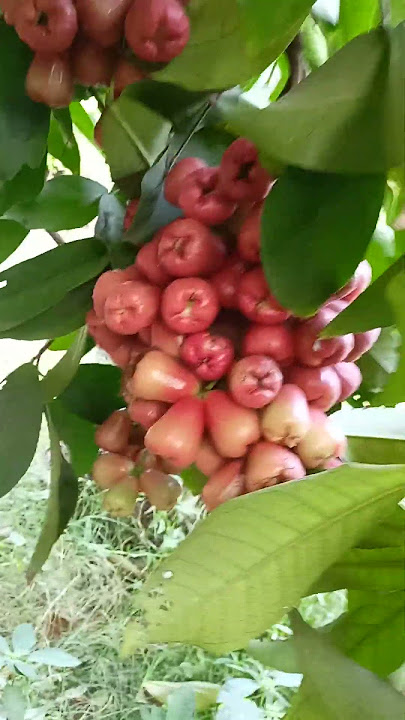 #water apple  tree🌲🌲 #organic
