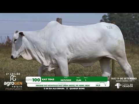LOTE 100