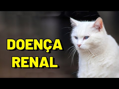 Vídeo: Insuficiência renal em gatos: o que você pode fazer