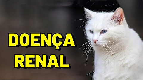 O que dar para gato com pedra nos rins?